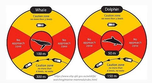 The rules for watching whales and dolphins